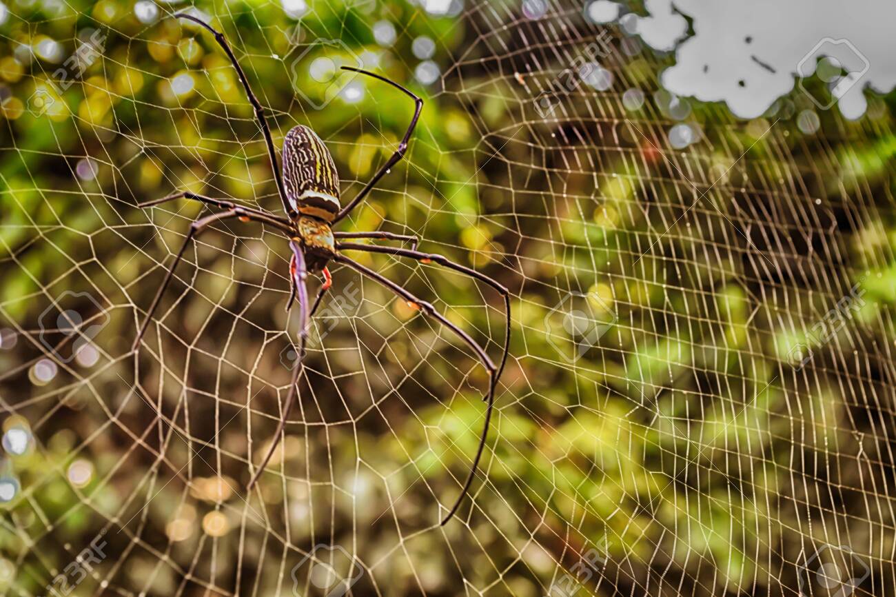 Gold And Black Spider In Thailand Stock Photo Picture And Royalty Free Image Image 136294563