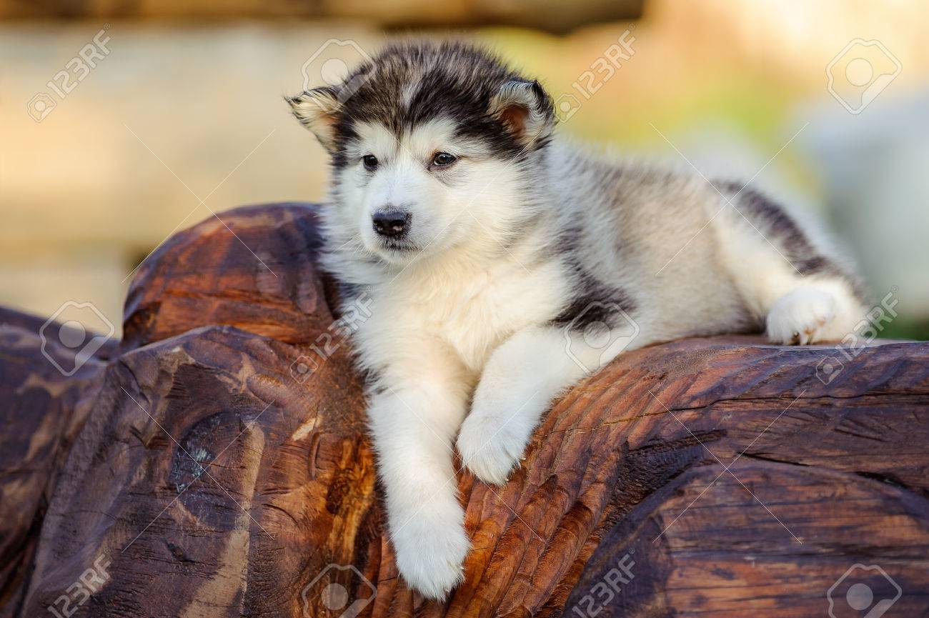夏のアラスカのマラミュート犬のかわいい子犬 の写真素材 画像素材 Image 夏のアラスカのマラミュート犬のかわいい子犬 の写真素材 画像素材 Image
