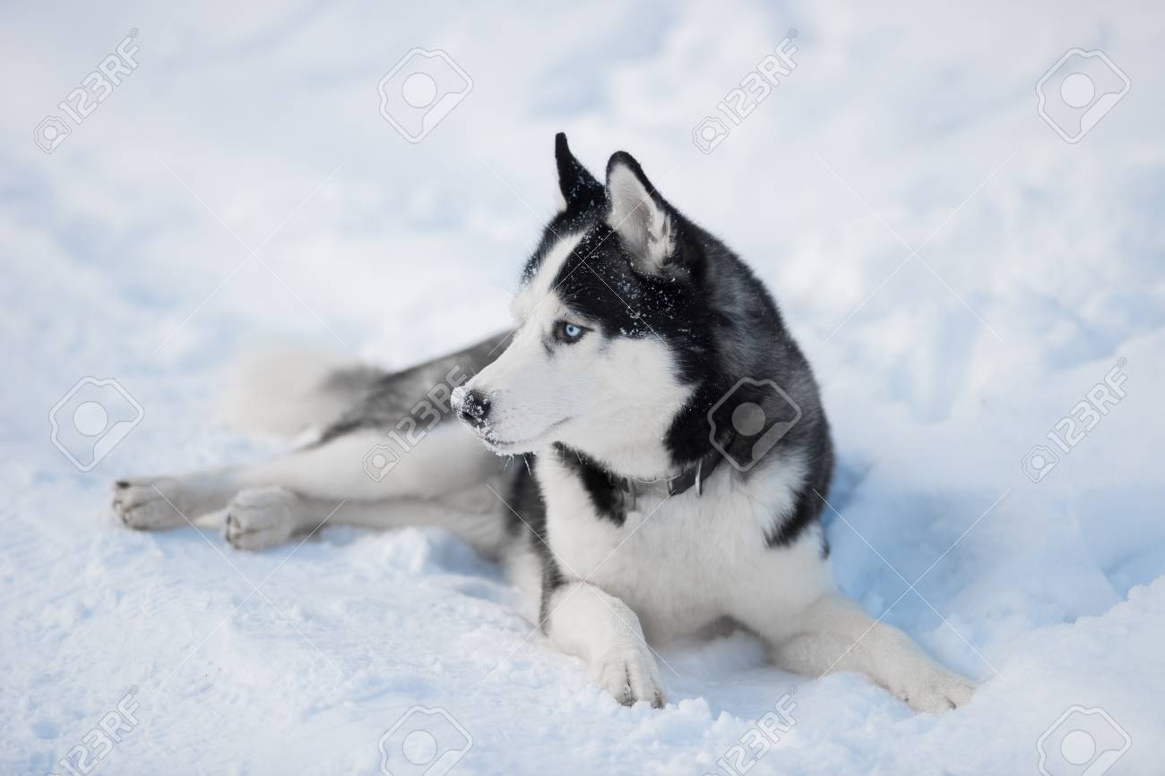 雪の上で冬に青い目を持つシベリアハスキー犬黒と白の色 血統の純粋な犬 の写真素材 画像素材 Image 雪の上で冬に青い目を持つシベリアハスキー犬黒と白の色 血統の純粋な犬 の写真素材 画像素材 Image