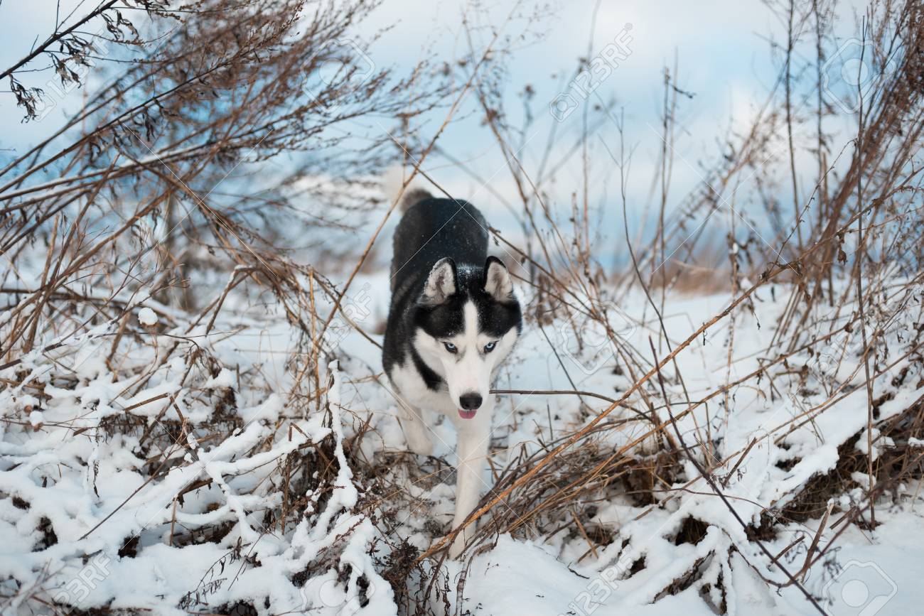 冬の屋外で青い目を持つシベリアハスキーの黒と白の色の肖像画 血統の純粋な犬 の写真素材 画像素材 Image 冬の屋外で青い目を持つシベリアハスキーの黒と白の色の肖像画 血統の純粋な犬 の写真素材 画像素材 Image