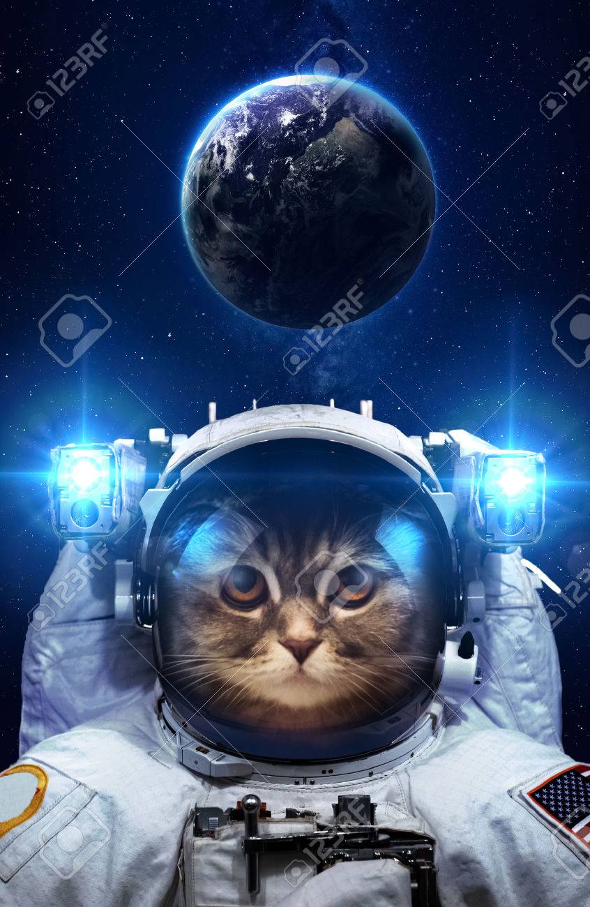 宇宙の美しい猫 の写真素材 画像素材 Image 宇宙の美しい猫 の写真素材 画像素材 Image