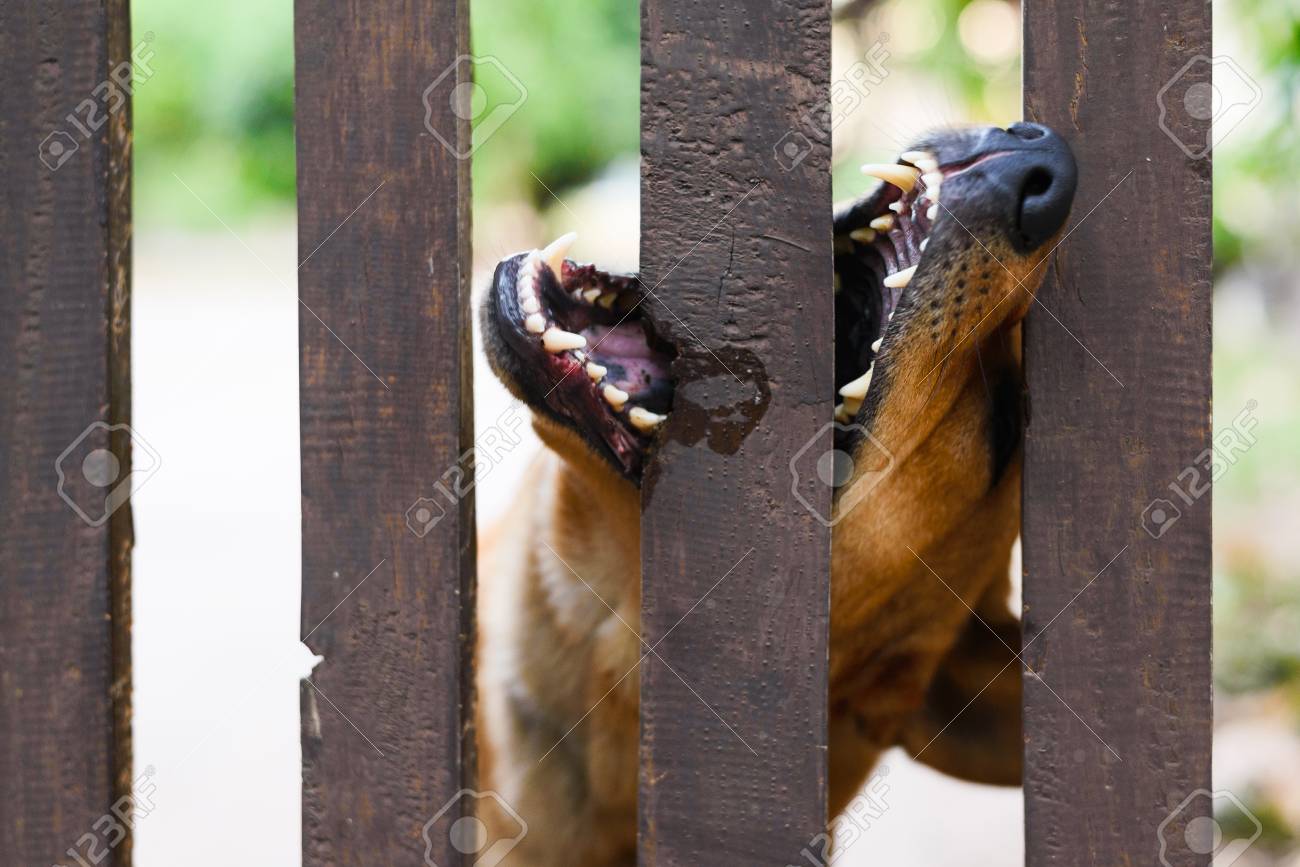 dog biting fence