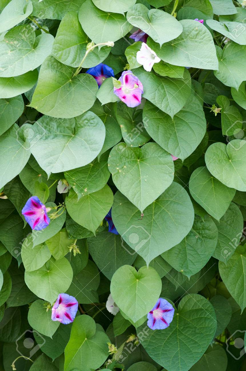 色とりどりの花甘藷のクローズ アップの背景 緑の葉と紫の花のヒルガオ科の植物 緑の背景の多くの小さな花 の写真素材 画像素材 Image
