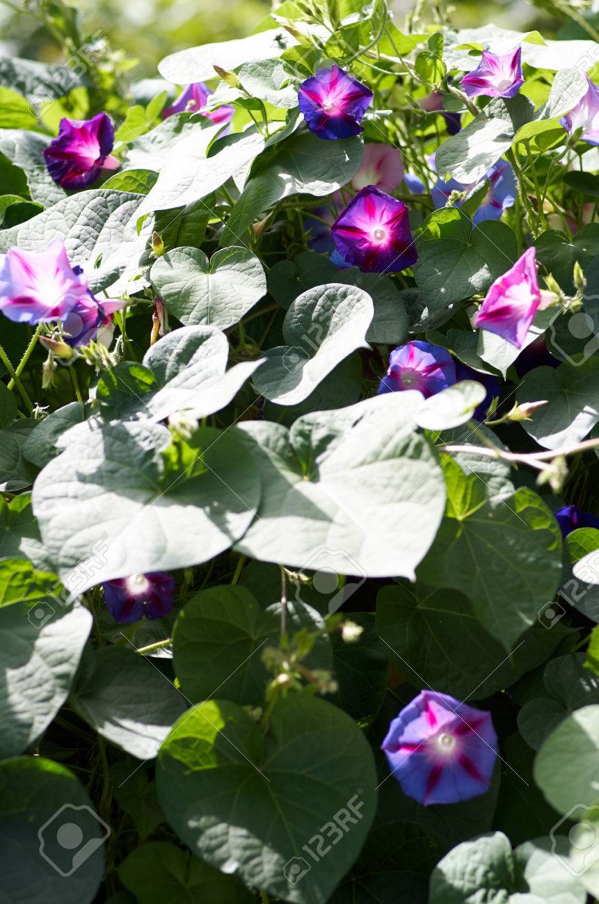 色とりどりの花甘藷のクローズ アップの背景 緑の葉と紫の花のヒルガオ科の植物 緑の背景の多くの小さな花 の写真素材 画像素材 Image