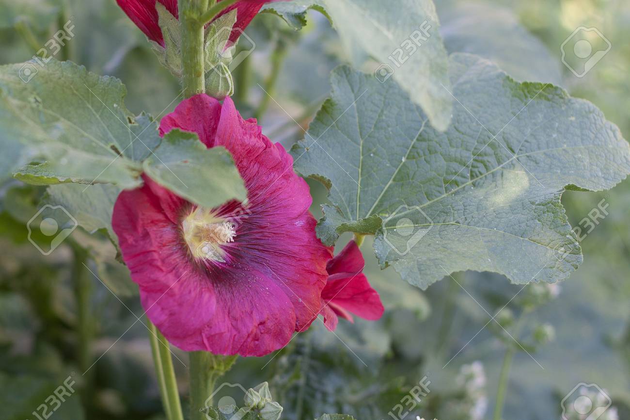 Mauve Fleur De Rose Trémière Dans Le Jardin Belles Fleurs De Roses Trémières