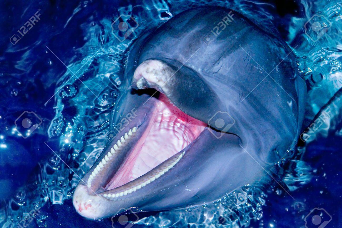 イルカの歯　牙 シークルーズ【公式】 | ［イルカの歯］ こんにちは！ 今回の