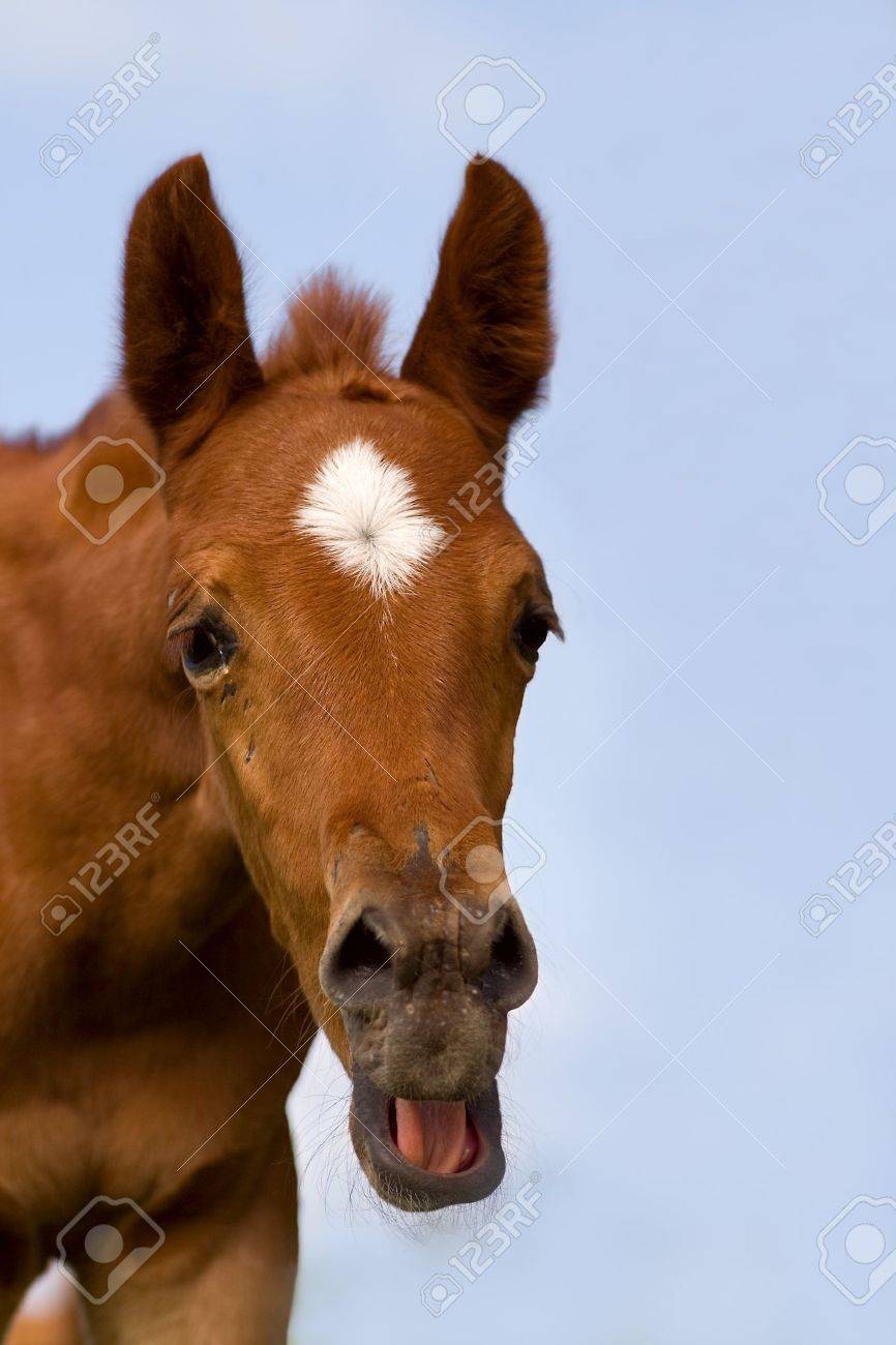 口を開けて若い馬は 彼の顔に非常に面白い表現で の写真素材 画像素材 Image