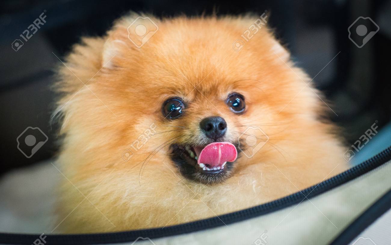 クローズ アップ顔のポメラニアン犬 ポメラニアン犬の茶色の笑みを浮かべてします 茶色のポメラニアン犬 の写真素材 画像素材 Image