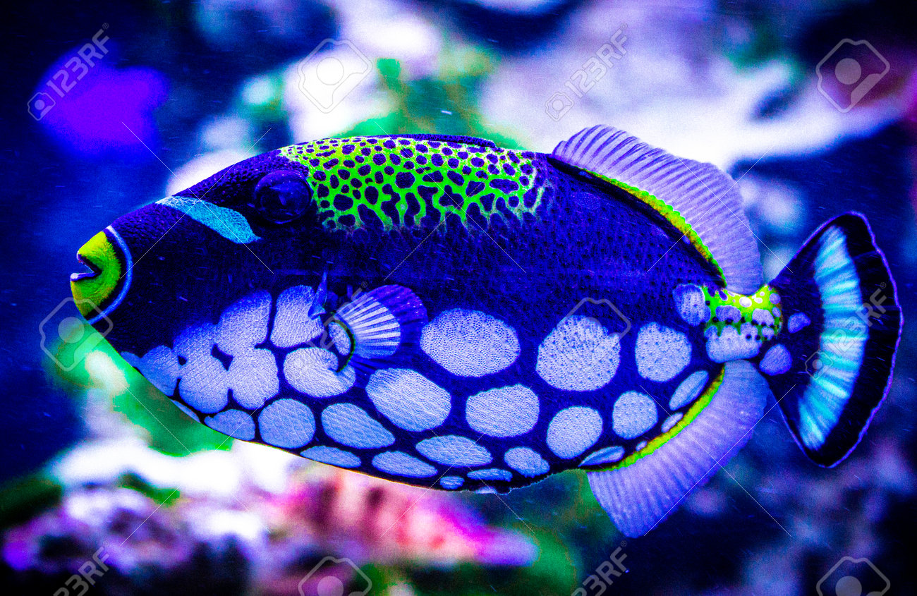 カラフルな熱帯魚心がなごみます