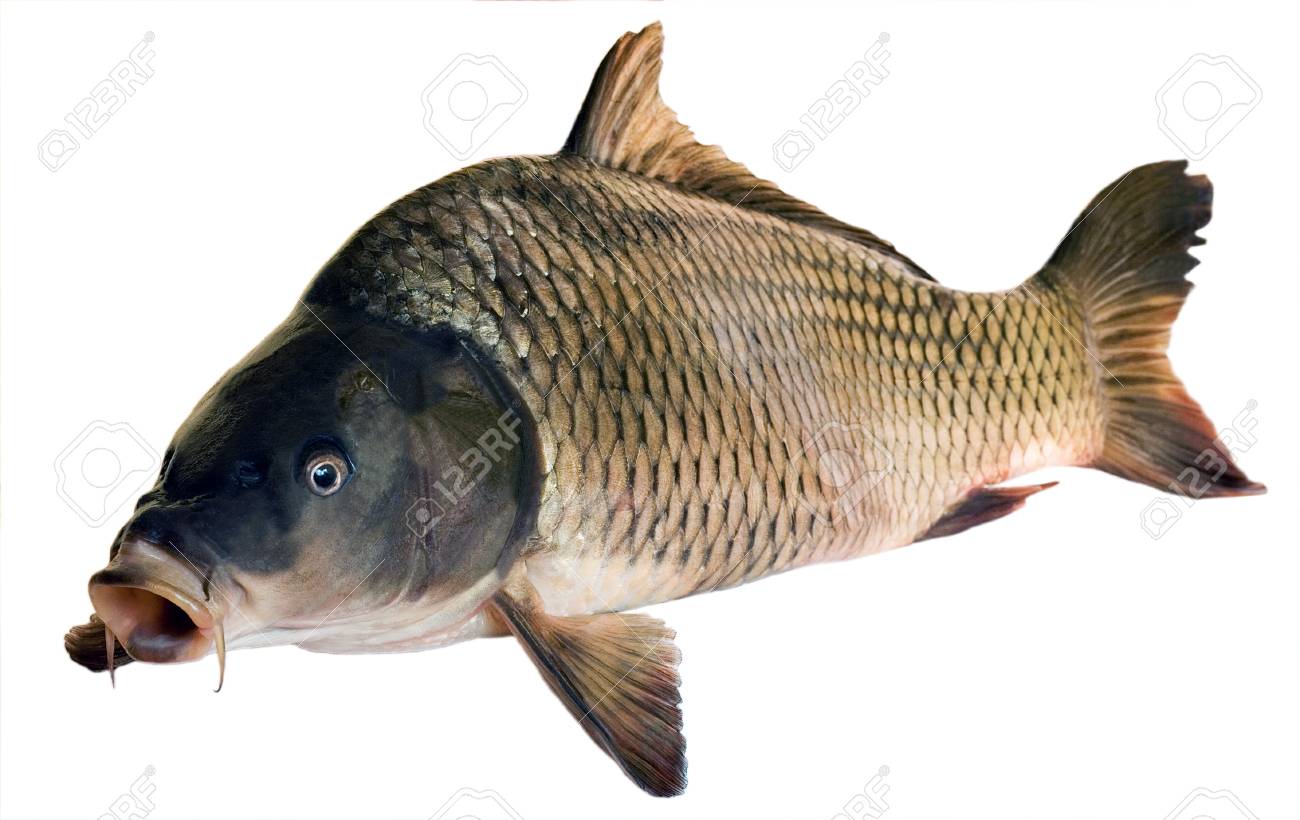 What to catch white carp 51 What to catch white carp 65