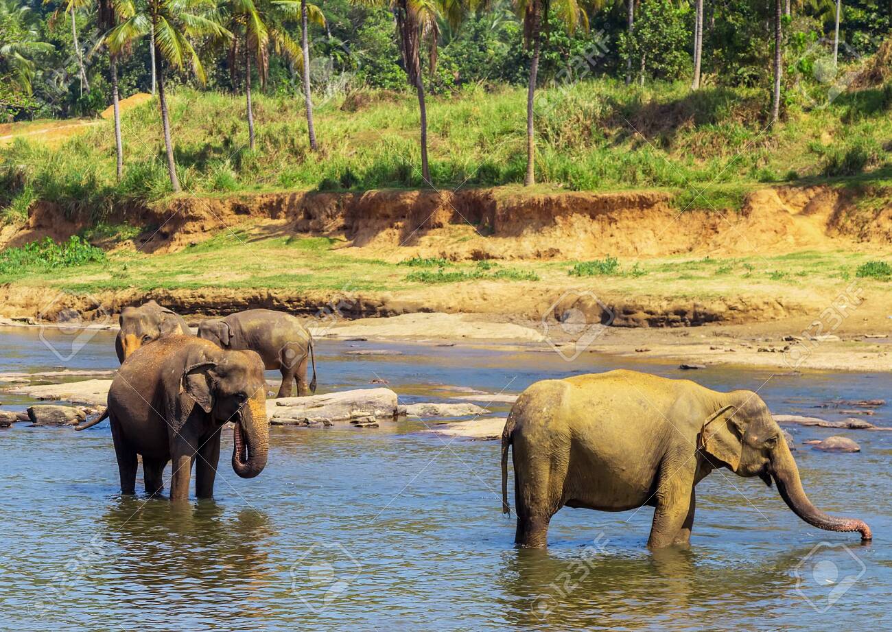 Elephants Family Asia. Water Of Jungle Elephant National Park Pinnawala.  Sri Lanka. Beauty Of Nature Background Tropical Rainforest With Wild  Animal. Stock Photo, Picture and Royalty Free Image. Image 122841642., image size:1300x921