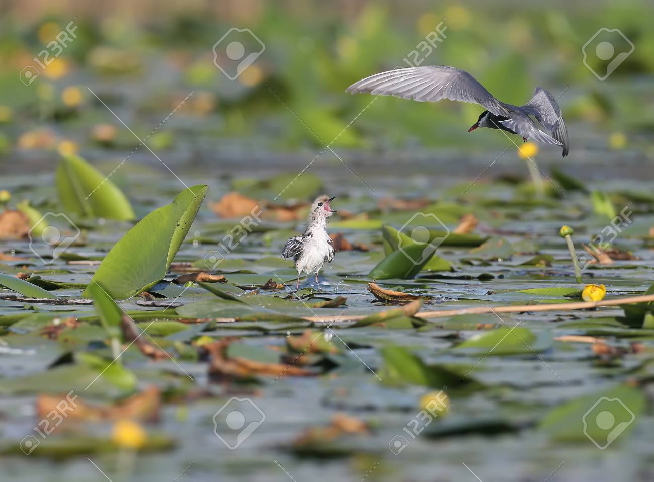 etiam-dictum-ipsum-a-felis