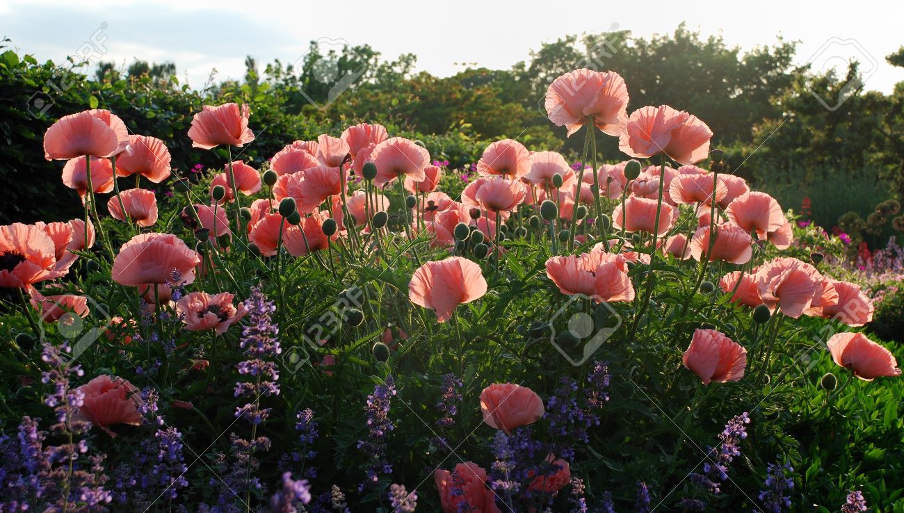 vartotojo kelta nuotrauka