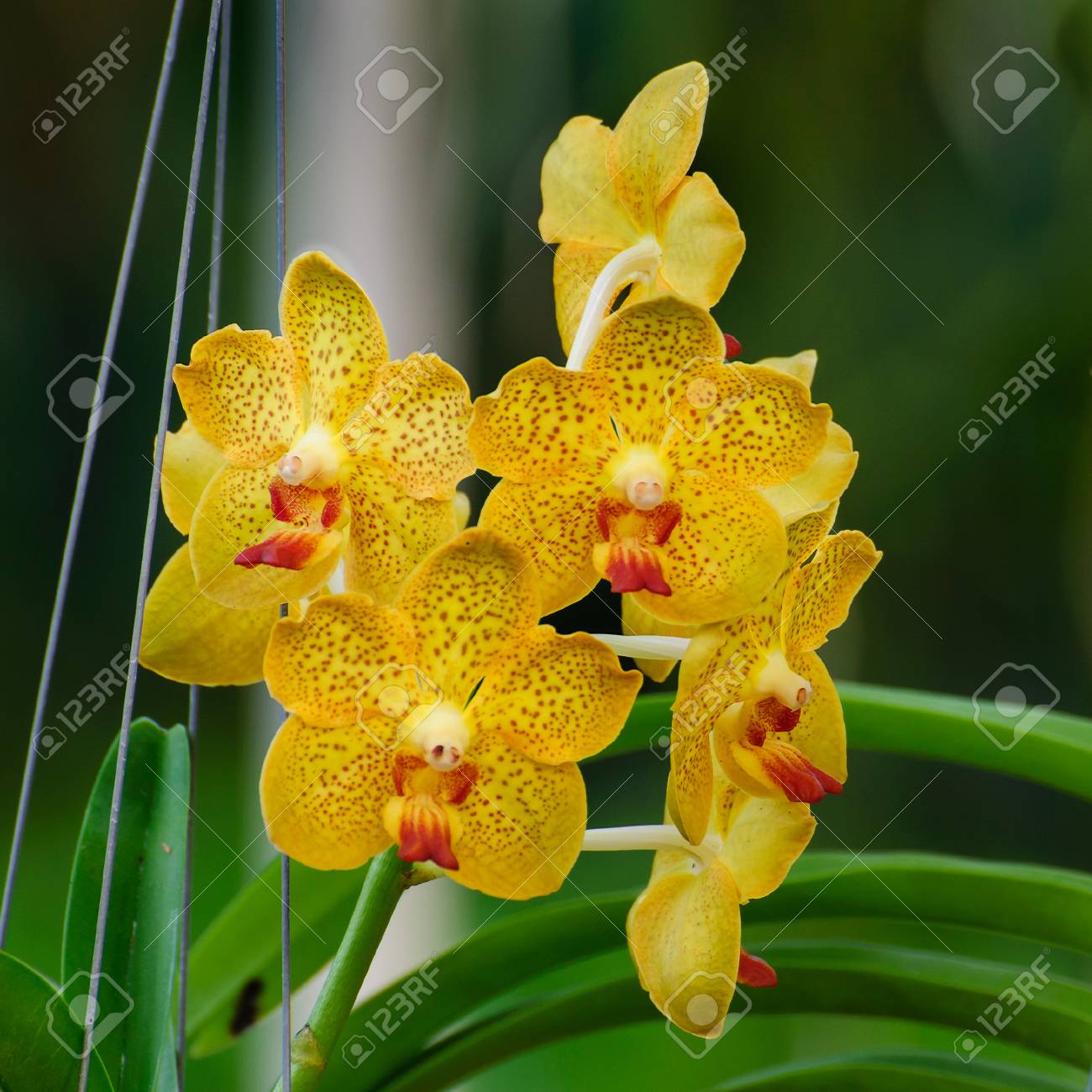 etiam-dictum-ipsum-a-felis