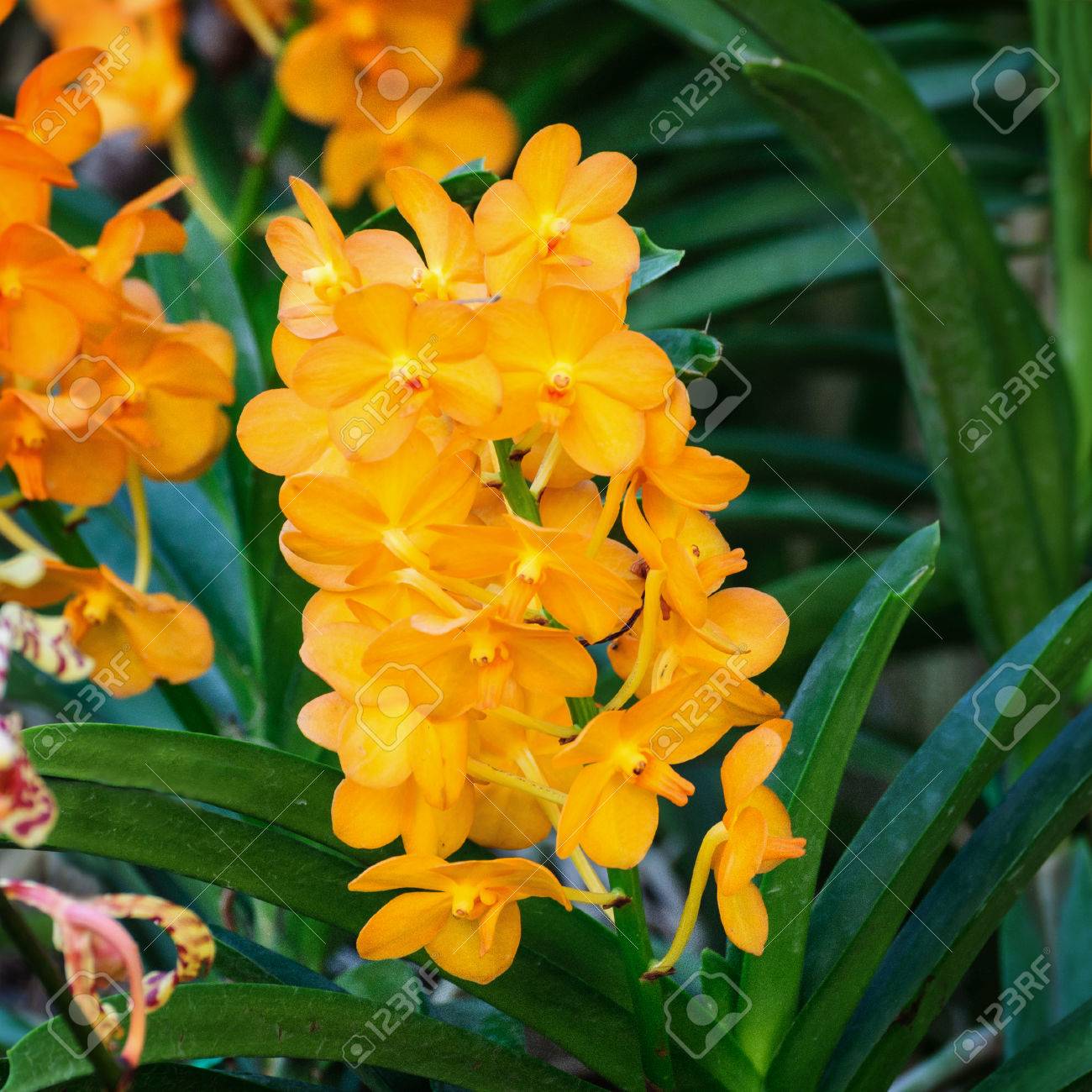 オレンジ色の蘭の花と緑の葉 正方形フォーマット の写真素材 画像素材 Image