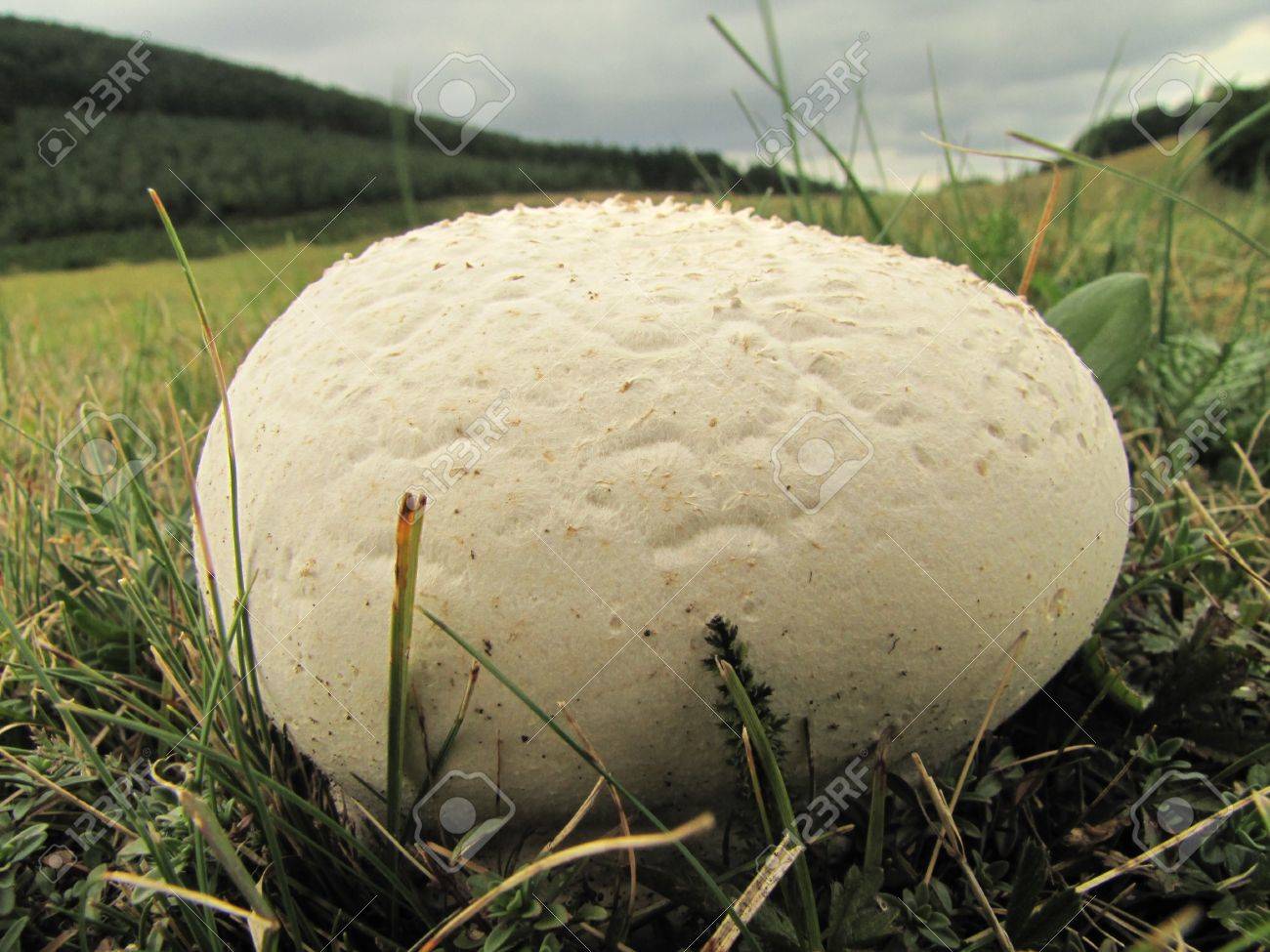 巨大な食べられる美味しいタンポポの綿毛をピックアップを待っています の写真素材 画像素材 Image