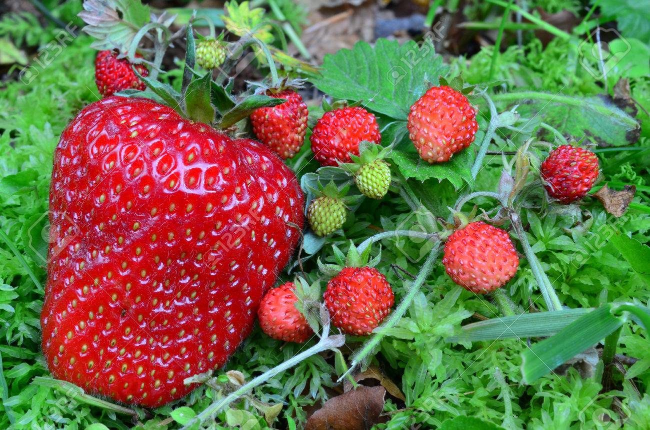 Wild Strawberries
