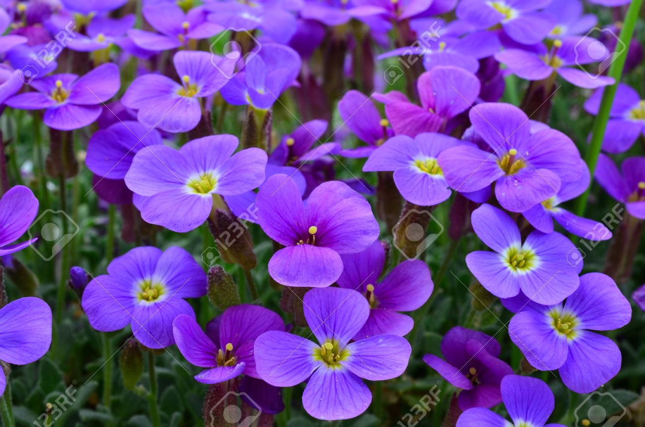Full Frame Of Small Purple Flowers Floral Background Stock Photo Picture And Royalty Free Image Image