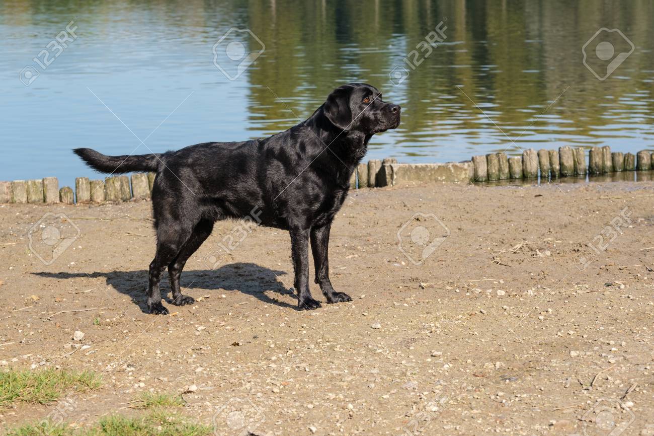 male labrador retriever