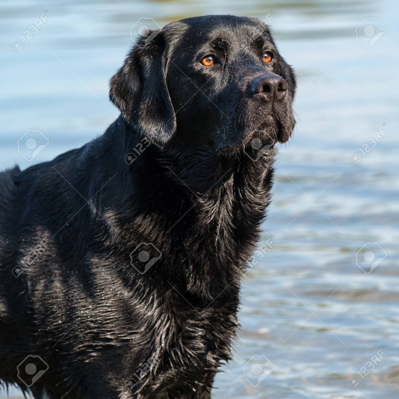 raw dog food supplement