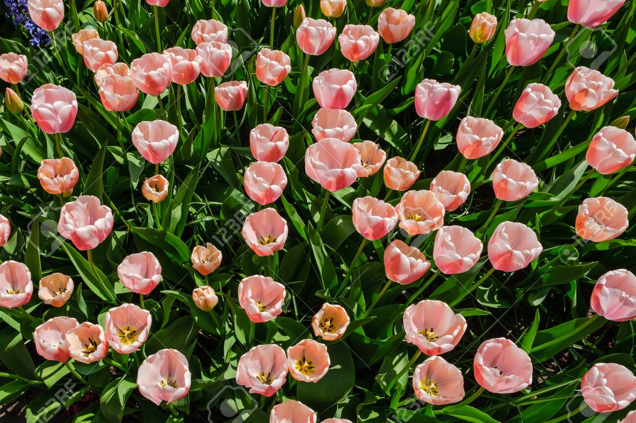 Top View Close Up Of Beautiful Blooming Pink Darwin Hybrid Tulips Stock Photo Picture And Royalty Free Image Image 136879856
