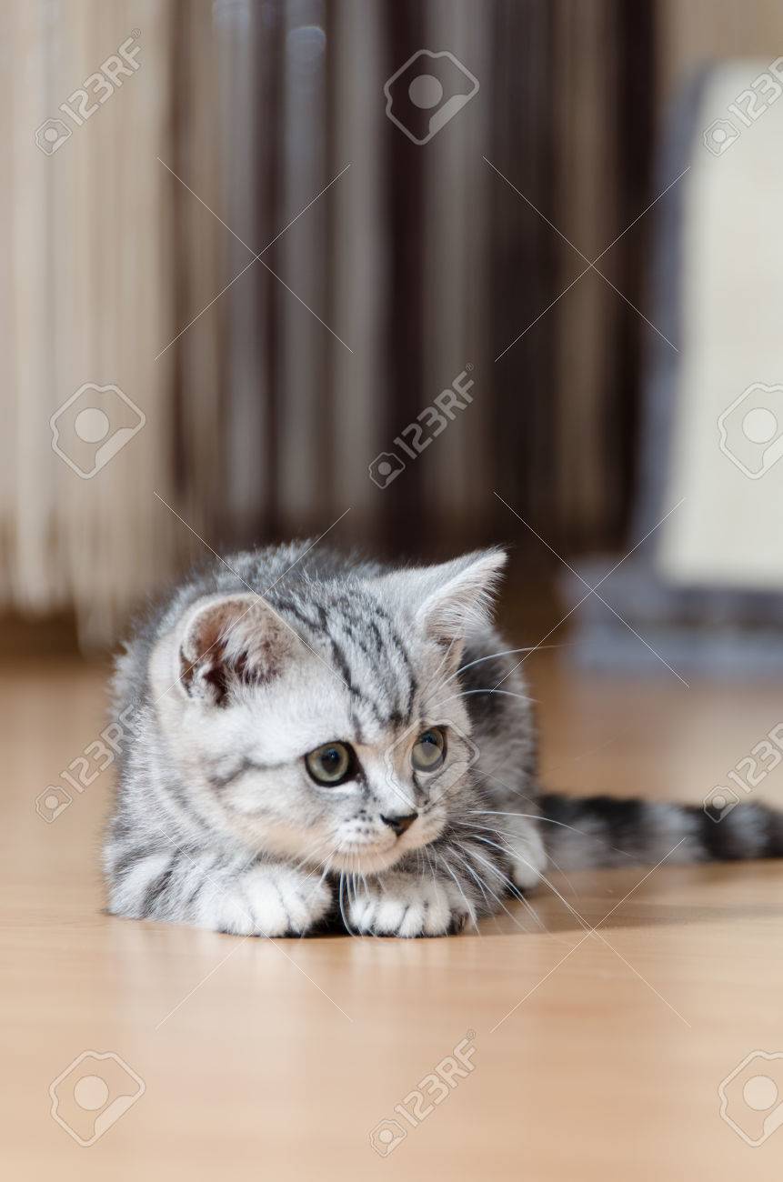 ベレーを被ったお座り猫（シルバータビー） アメリカンショートヘアー(シルバータビー)の子猫を価格や特徴で