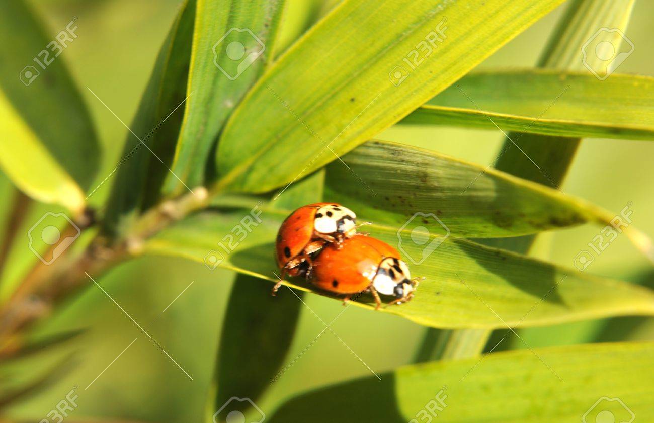 A Couple Of Ladybugs On A Sexual Intercourse Stock Photo, Picture and  Royalty Free Image. Image 19400335.