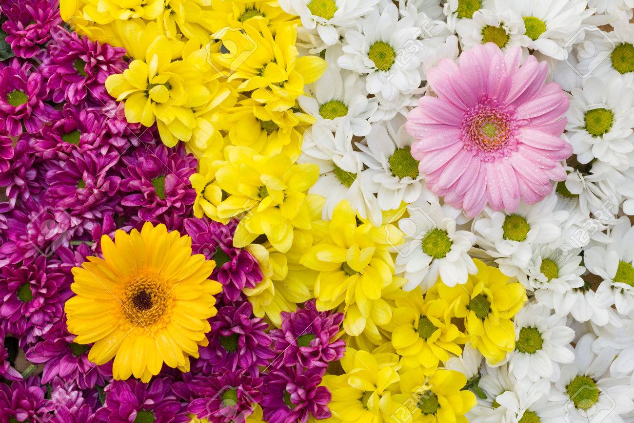 Yin Yang Avec Des Fleurs De Chrysanthème Et De Gerbera Arrangé Comme Une Image De Fond Naturel Coloré Avec Des Fleurs Blanches Jaunes Et Roses