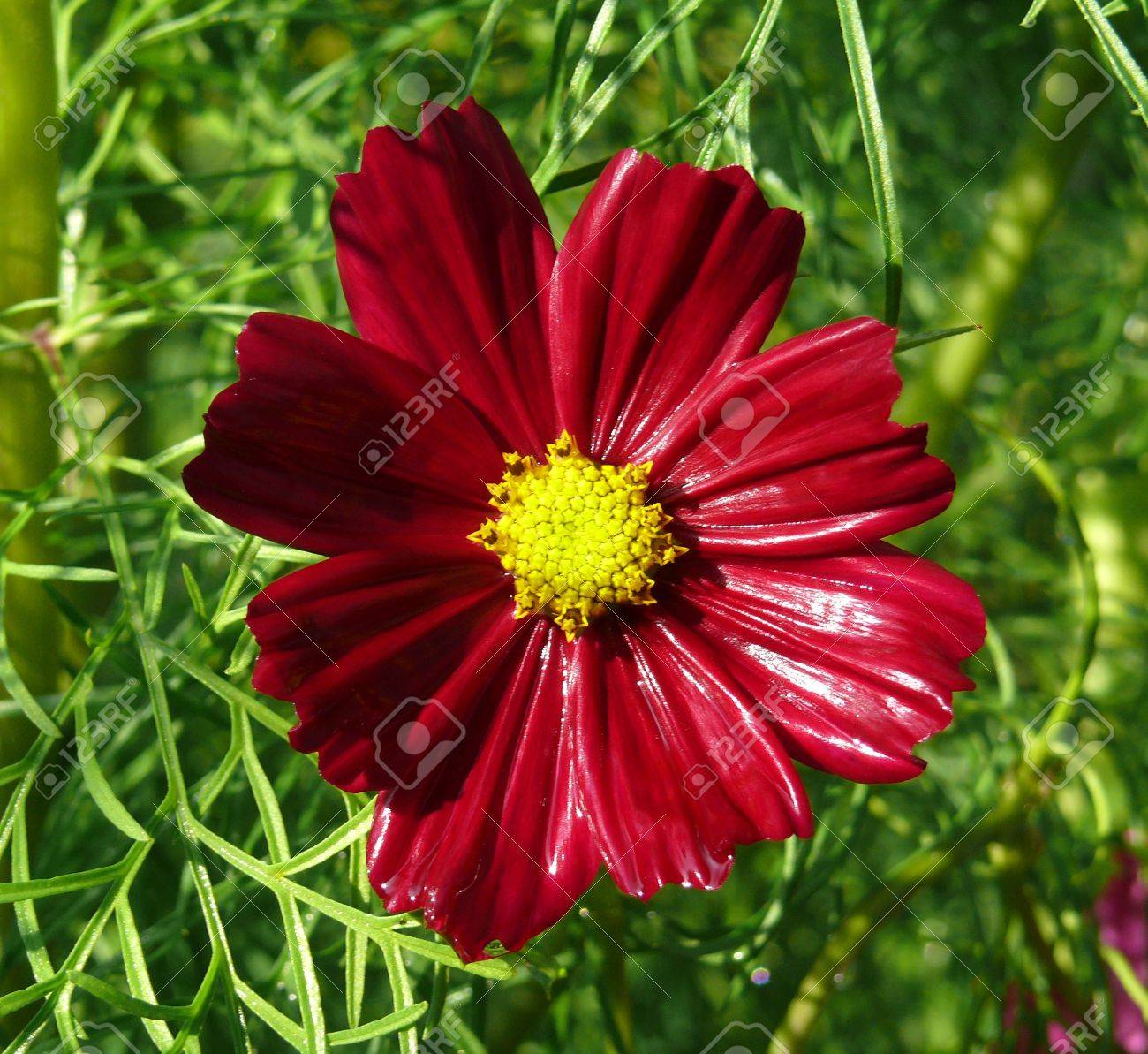 etiam-dictum-ipsum-a-felis