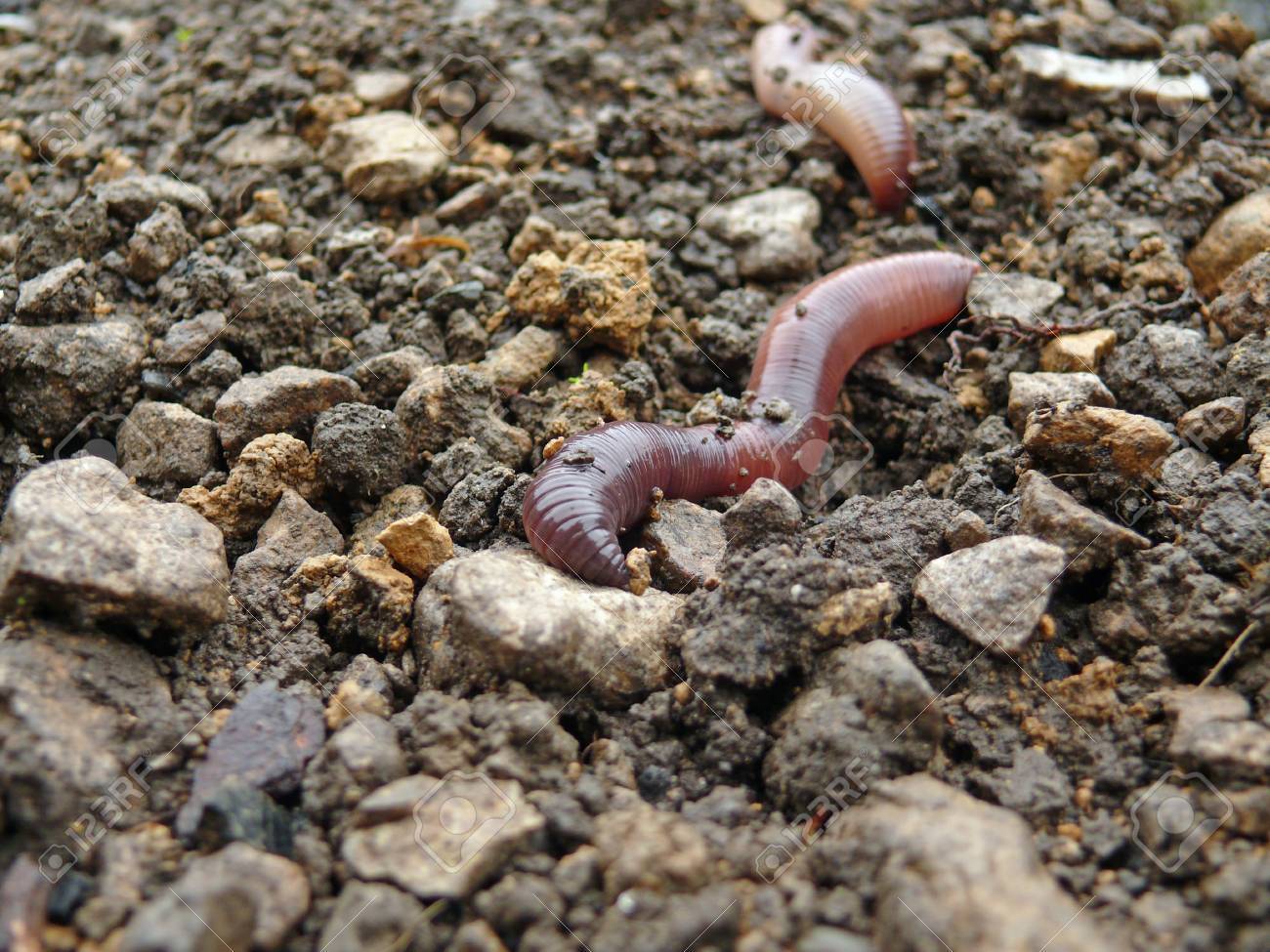 ミミズ の写真素材 画像素材 Image
