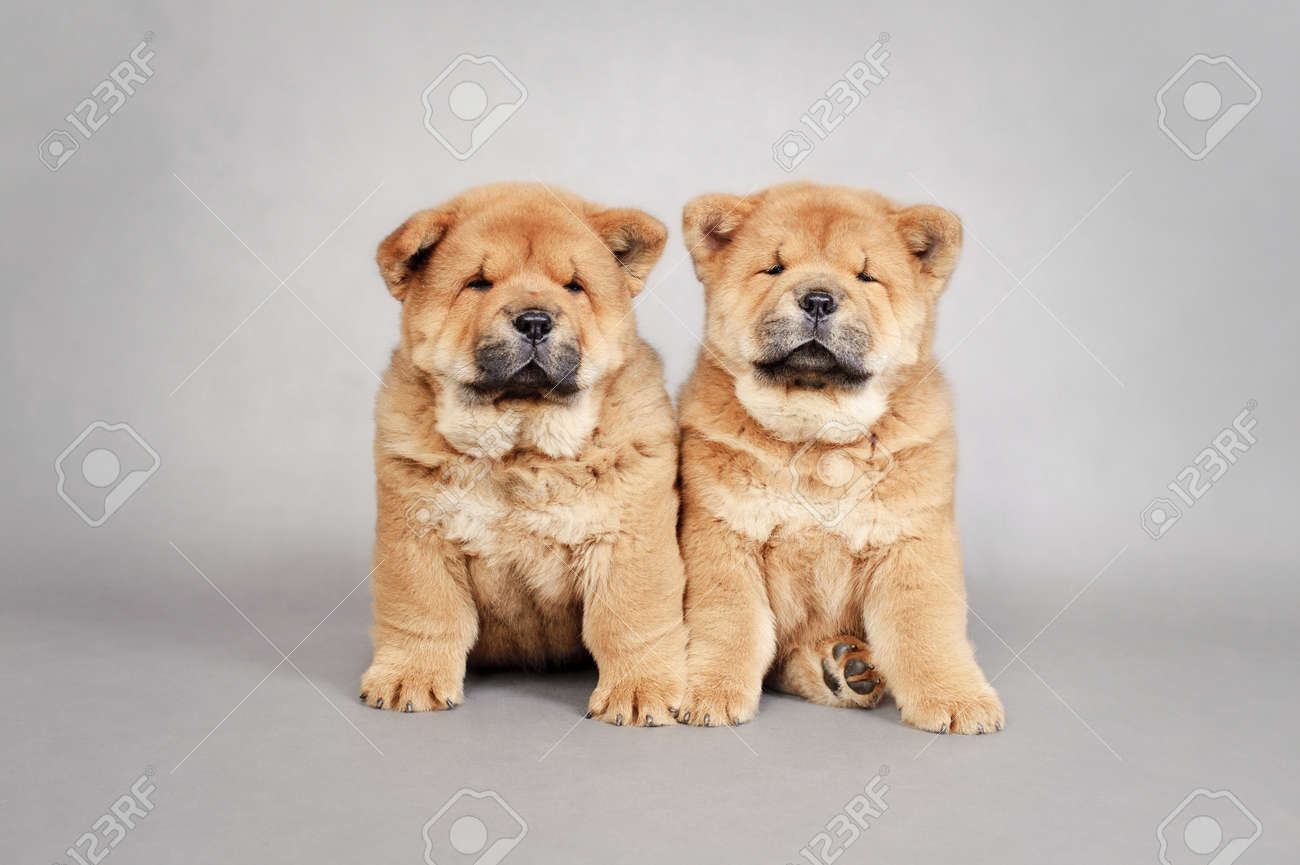 chow chow little