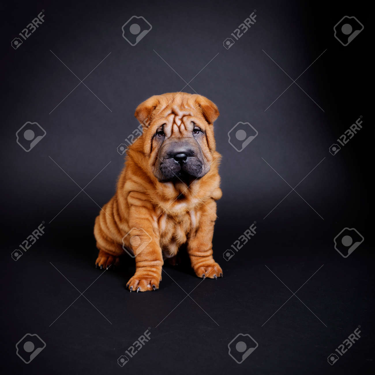 シャーペイの子犬 の写真素材 画像素材 Image