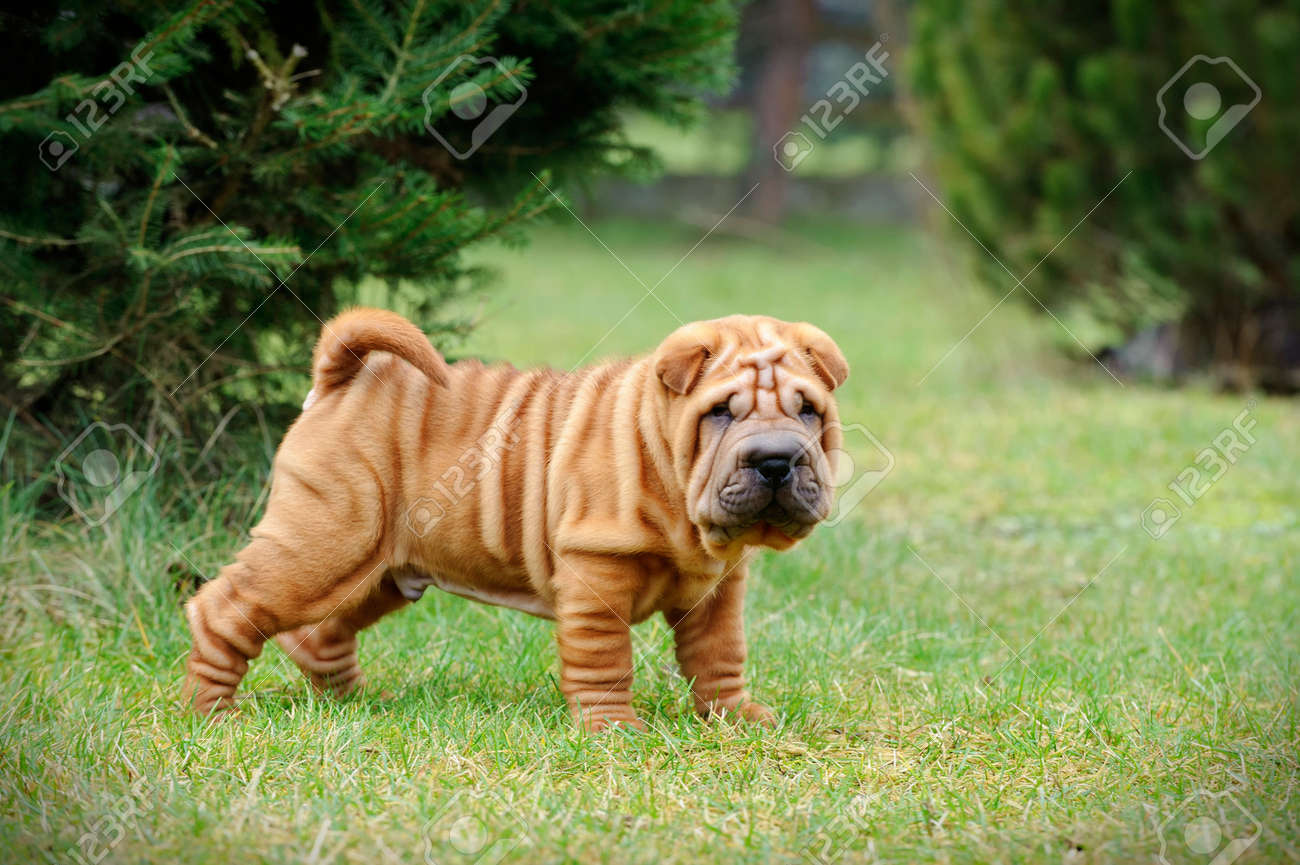 chinese shar pei puppy