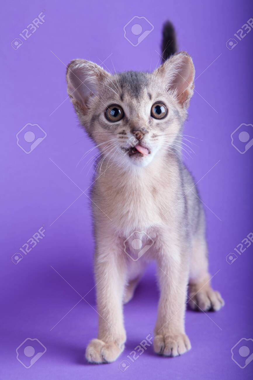 blue abyssinian