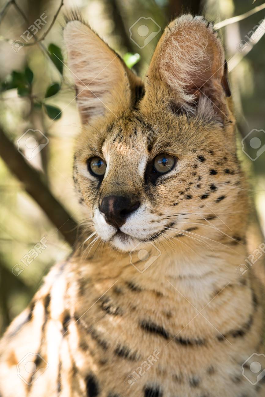 etiam-dictum-ipsum-a-felis