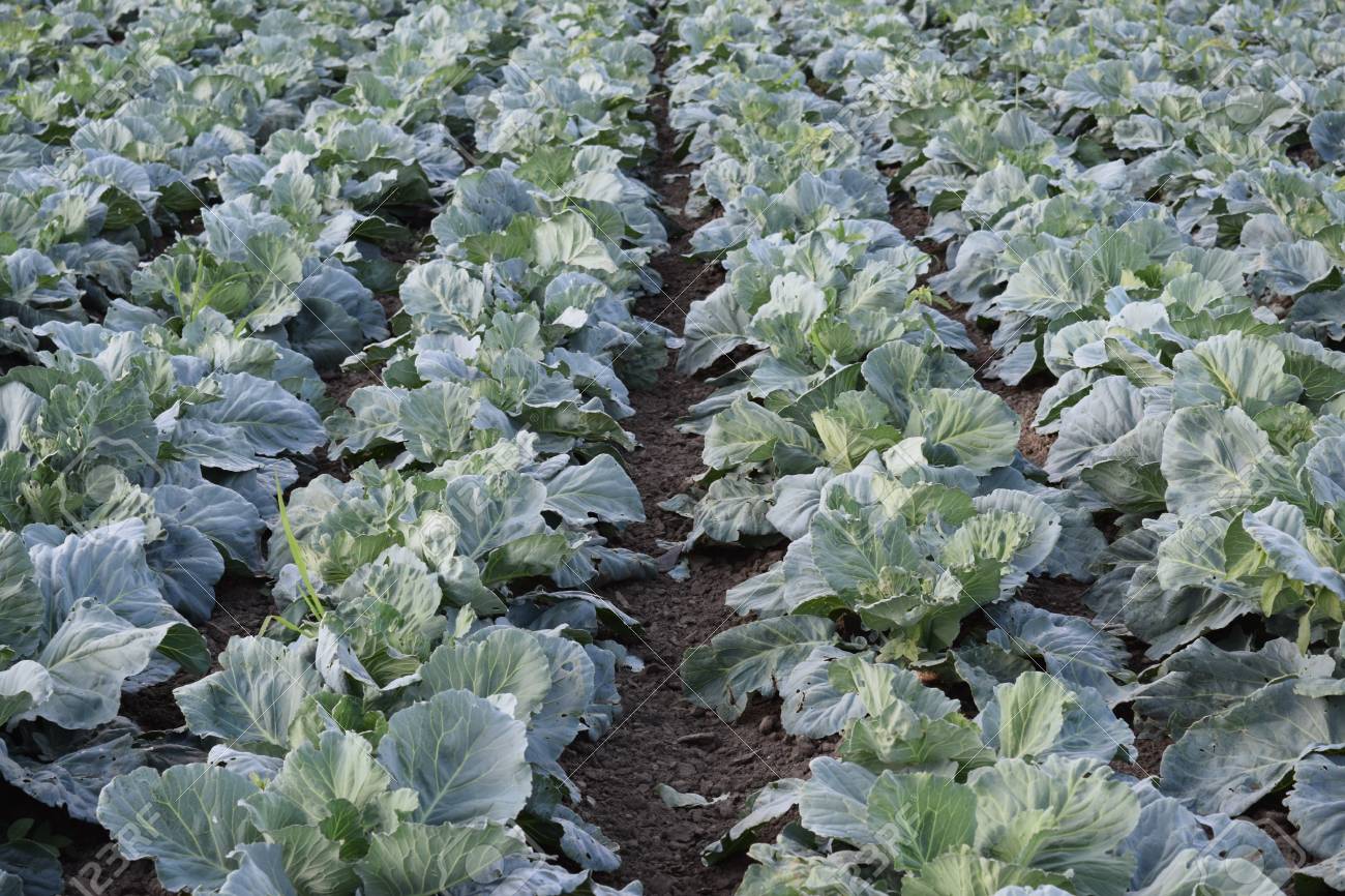 キャベツ畑 オープンでキャベツの栽培は フィールドで地面 今月の 7 月 キャベツはまだ若いです の写真素材 画像素材 Image