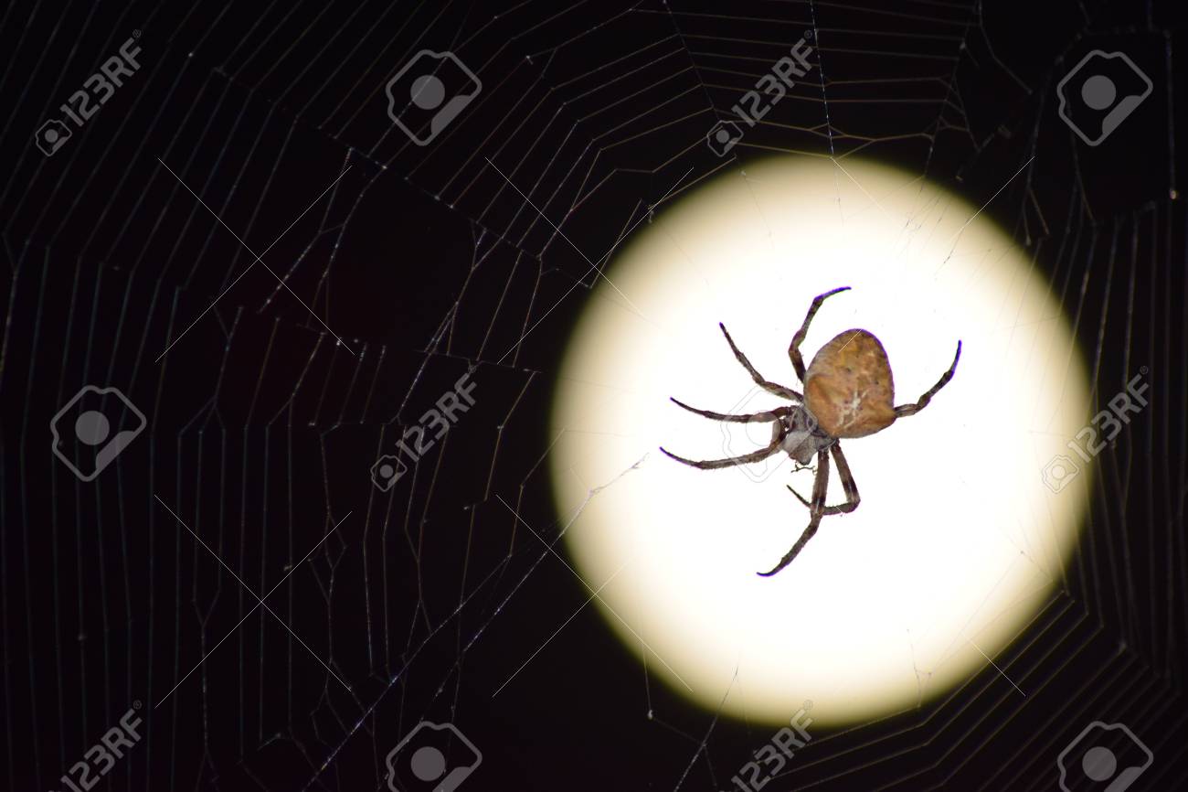 月の背景に Araneus クモ その Web 上夜蜘蛛 の写真素材 画像素材 Image
