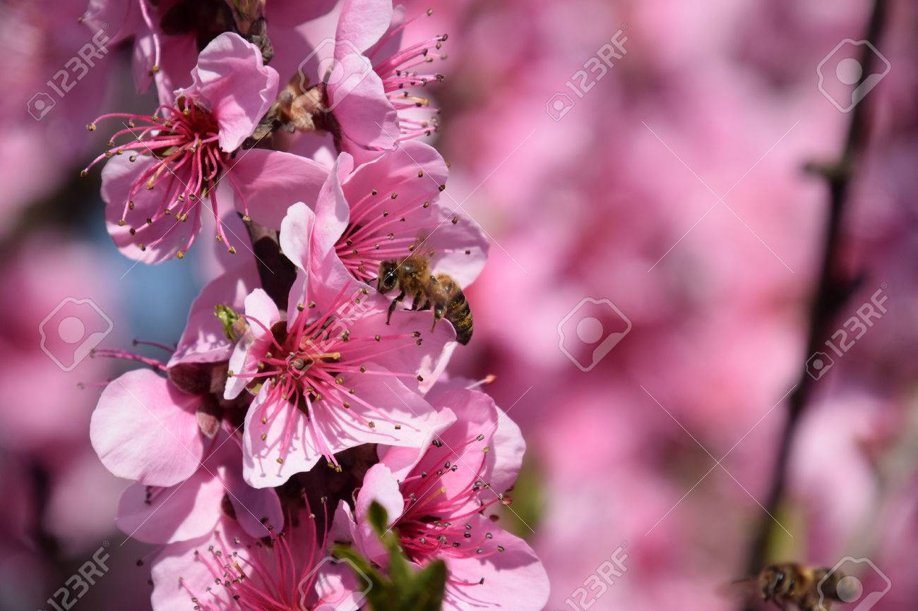 蜂の桃の花の受粉します 白い梨の花は ミツバチの蜜の源です 果樹の受粉します の写真素材 画像素材 Image
