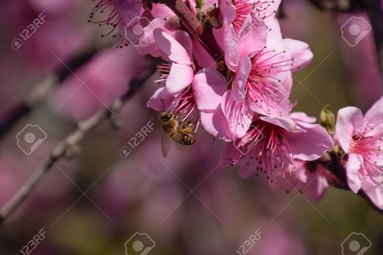 蜂の桃の花の受粉します 白い梨の花は ミツバチの蜜の源です 果樹の受粉します の写真素材 画像素材 Image