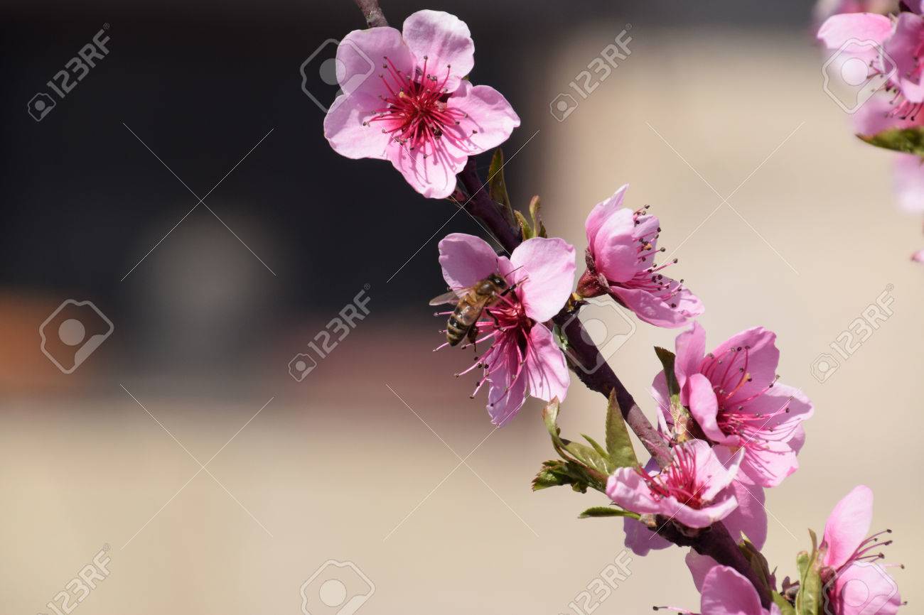 蜂の桃の花の受粉します 白い梨の花は ミツバチの蜜の源です 果樹の受粉します の写真素材 画像素材 Image