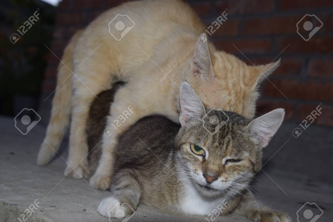 Accouplement Des Chats Domestiques Le Comportement Naturel Des Animaux Banque D Images Et Photos Libres De Droits Image