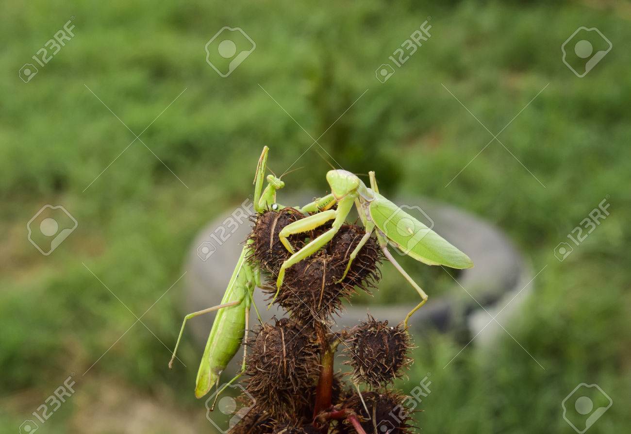 トングのカマキリ カマキリの交尾 カマキリの昆虫の捕食者 の写真素材 画像素材 Image トングのカマキリ カマキリの交尾 カマキリの昆虫の捕食者 の写真素材 画像素材 Image