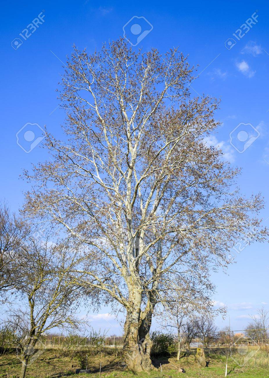 Blooming Silver Poplar Silver Poplar Tree In Spring Poplar Stock Photo Picture And Royalty Free Image Image
