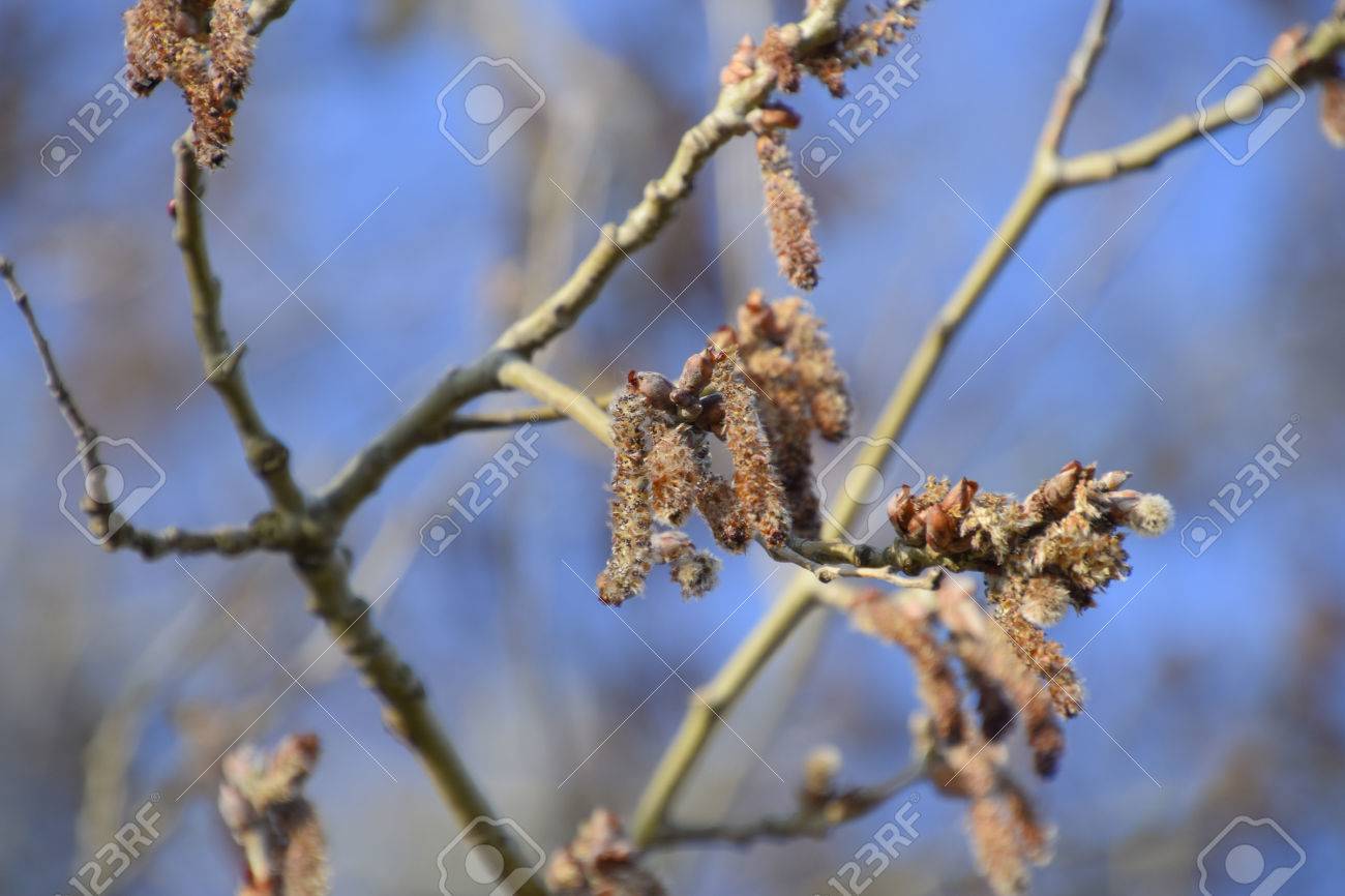 銀ポプラが咲いてください 春の銀ポプラの木 花のイヤリングからポプラの綿毛 の写真素材 画像素材 Image 銀ポプラが咲いてください 春の銀ポプラの木 花のイヤリングからポプラの綿毛 の写真素材 画像素材 Image