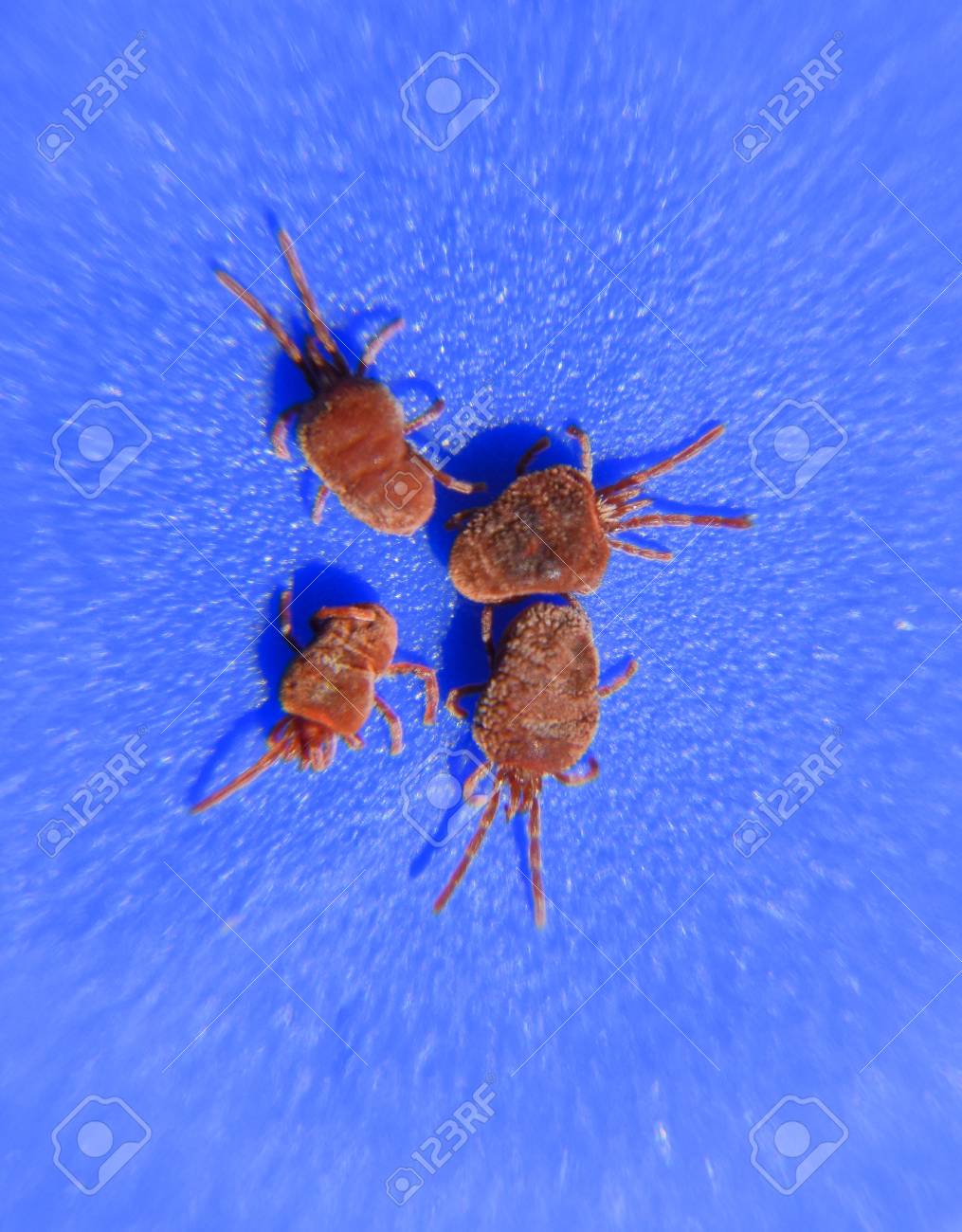 クローズ アップ マクロ赤いベルベット ダニまたは Trombidiidae 青色の背景に節足動物のダニ の写真素材 画像素材 Image