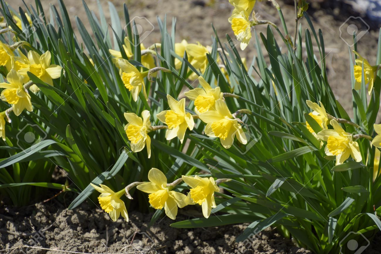 Flores De Color Amarillo Narciso. Plantas De Bulbo De Floración De Primavera  En El Macizo De Flores. Fotos, Retratos, Imágenes Y Fotografía De Archivo  Libres De Derecho. Image 75354304.