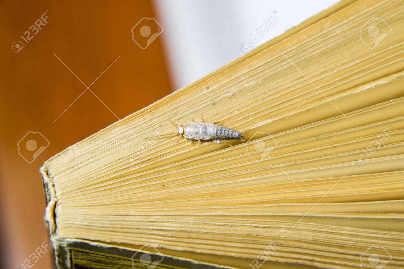 紙 紙魚の餌昆虫です 害虫の本や新聞 本の終わりに紙魚 の写真素材 画像素材 Image