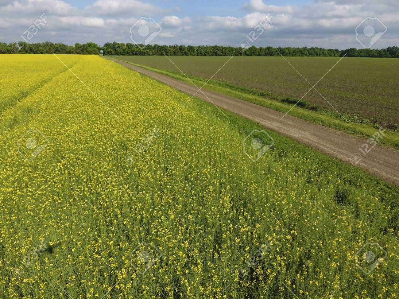 изнасилования