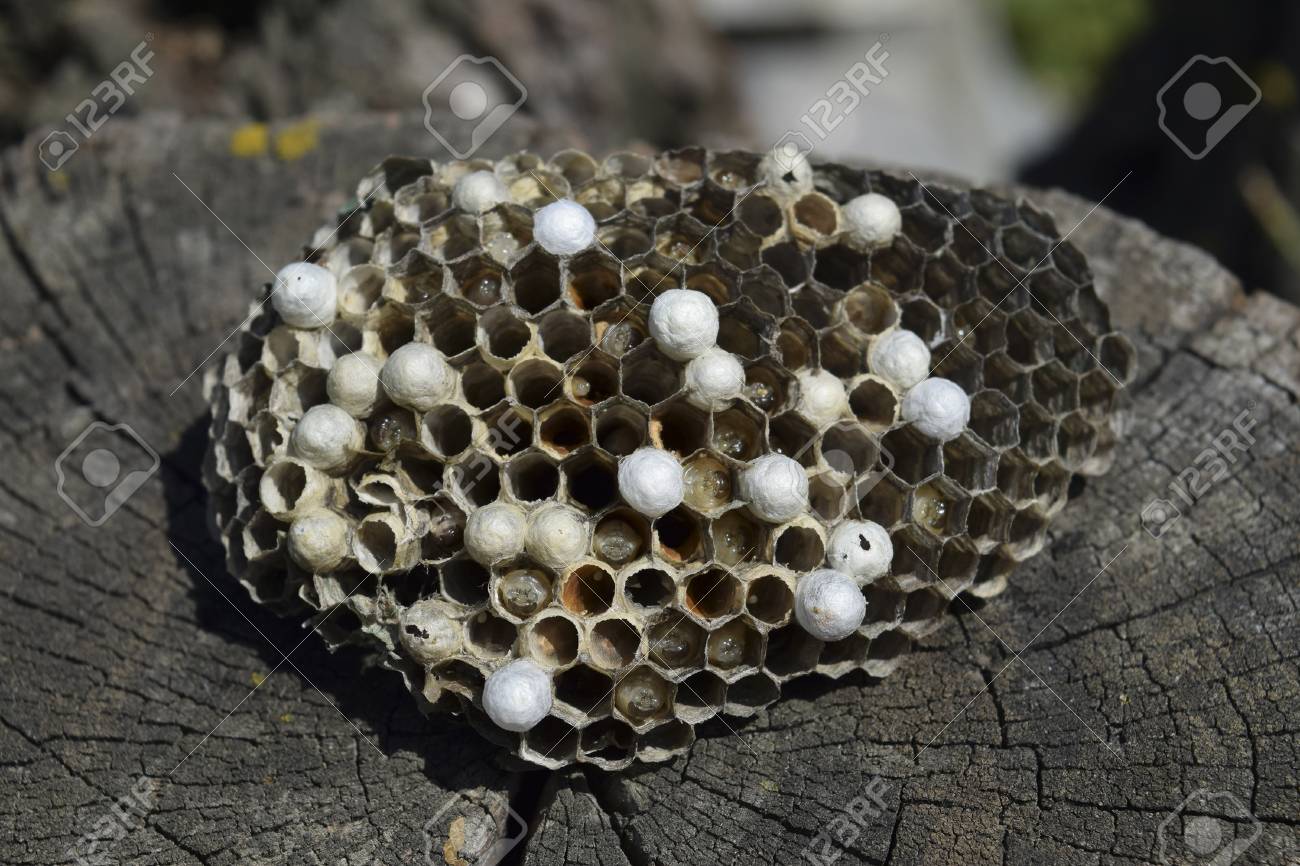 wasp nest lying on a tree stump wasps polist the nest of a stock