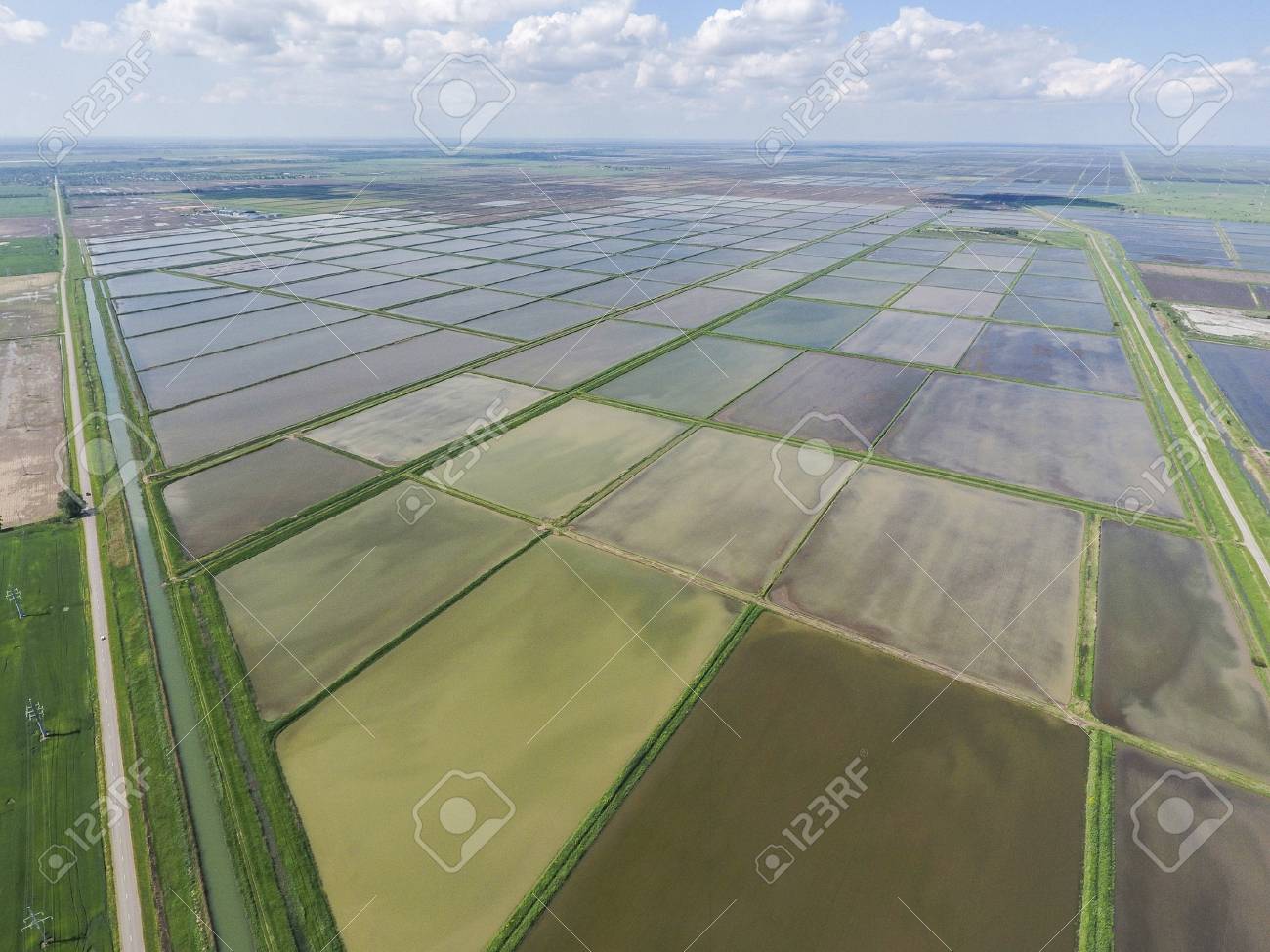 湛水の田んぼ フィールドで稲作の農業方法は 播種米水とフィールドの洪水 上からの眺め の写真素材 画像素材 Image